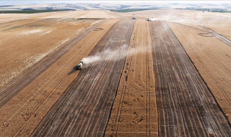 22% of Lebanon's crops damaged by Israeli attacks 22% of Lebanon's crops damaged by Israeli attacks